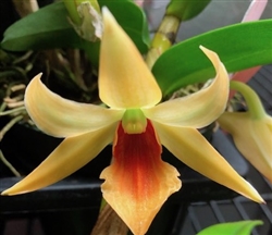 Dendrobium QF Julie