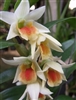 Dendrobium QF Wainani (Frosty Dawn x Peng Seng)