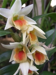 Dendrobium QF Wainani (Frosty Dawn x Peng Seng)