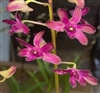 Dendrobium Quintals Punch (Blue Twinkles x Hawaiian Punch)