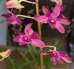 Dendrobium Quintals Punch (Blue Twinkles x Hawaiian Punch)