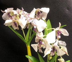 Dendrobium Roy Tokunaga