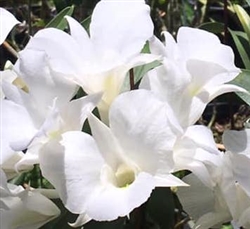 Dendrobium Snow Bells (Thomas Warne x schuetzei)