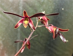 Dendrobium Tiny Dancer