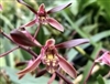 Dendrobium Tiny Twister (carronii x mirbelianum)