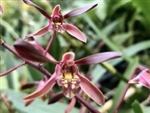 Dendrobium Tiny Twister (carronii x mirbelianum)