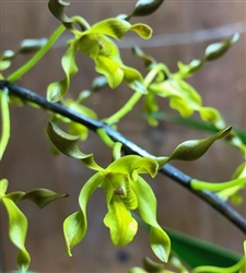 Dendrobium Touch of Gold