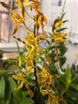 Dendrobium Touch of Tangerine (Touch of Gold x tangerinum)