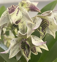 Dendrobium QF Akala