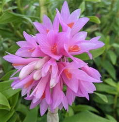 Dendrobium glomeratum Hybrid (Bird Cross)