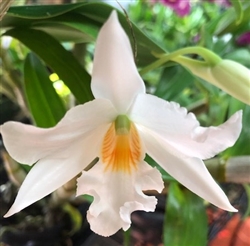 Dendrobium infundibulum x draconis