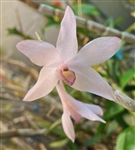 Dendrobium sanderae v. luzonicum x glomeratum (seed grown)