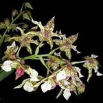 Dendrobium Miva Abracadabra