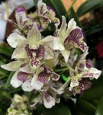 Dendrobium Royal Chip (Microchip x Roy Tokunaga)