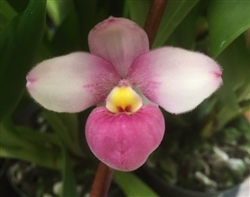 Phragmipedium Pink Panther