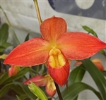 Phragmipedium Don Wimber (besseae x Eric Young)