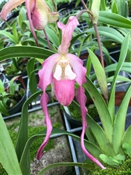 Phragmipedium Pink Fire x caudatum