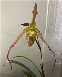 Phragmipedium QF Rohen (Patti MacHale x warszewiczianum)