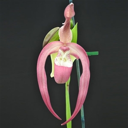 Phragmipedium Frank Smith (Grande x kovachii)