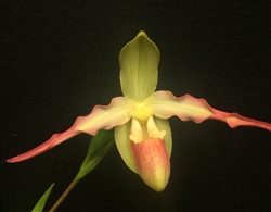 Phragmipedium Kahua (d'alessandroi x Gail Dytrich)