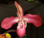 Phragmipedium Les Varines (sargentianum x kovachii)