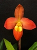 Phragmipedium Ouasine