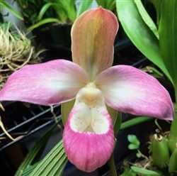 Phragmipedium QF Halia (Kamakakilo Tyler x kovachii)