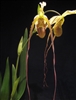 Phragmipedium WÃ¶ssner Supergrande (longifolium x warscewiczianum)