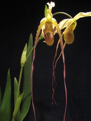 Phragmipedium WÃ¶ssner Supergrande (longifolium x warscewiczianum)