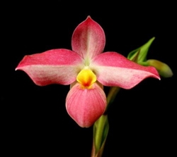 Phragmipedium Acker's Ballerina x dalessandroi