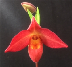 Phragmipedium Acker's Superstar 'MVP' 4N AM/AOS