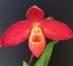 Phragmipedium Cahaba Glow