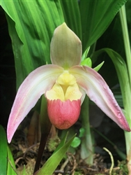 Phragmipedium Christin Quintal (Haroldeen Quintal x longifolium)