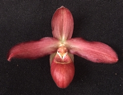 Phragmipedium Mem. Dick Clements