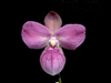 Phragmipedium Eumelia Arias