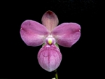 Phragmipedium Eumelia Arias