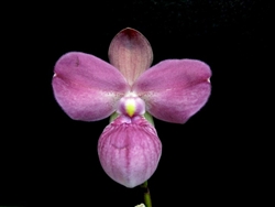 Phragmipedium Eumelia Arias