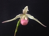 Phragmipedium Gail Dytrych (Les Dirouilles x schlimii)