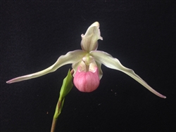 Phragmipedium Gail Dytrych (Les Dirouilles x schlimii)