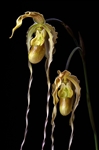 Phragmipedium Grande