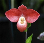 Phragmipedium Incan Rose