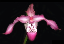 Phragmipedium Incan Treasure (kovachii x longifolium)