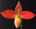 Phragmipedium Jersey