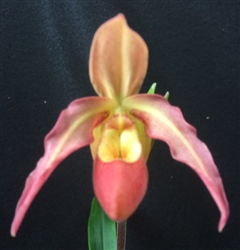 Phragmipedium Memoria John Fortunio