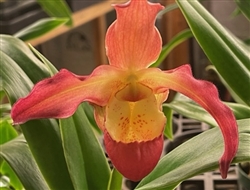 Phragmipedium Quintal Bang (QF Kamakakilo Tyler x Twilight)