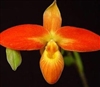 Phragmipedium Karame (besseae v. flavum x dalessandroi)