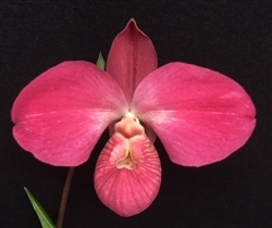 Phragmipedium Karen Sue (Red Rocket 4N x kovachii)