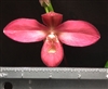 Phragmipedium La Vingtaine