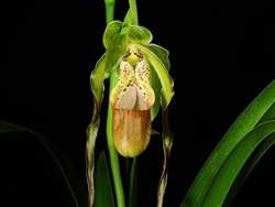 Phragmipedium Leslie Garay (caudatum v. fortuna x longifolium 'Pink')