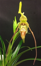 Phragmipedium QF Loloa (pearcei x Majestic Tresses)